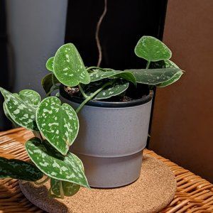 IKEA Nypon Planter Pot